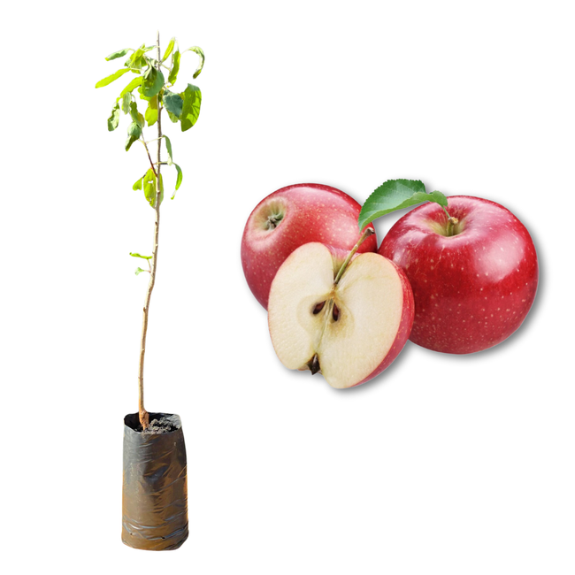 Como Cultivar Uvas de Exportação no Vale do São Francisco