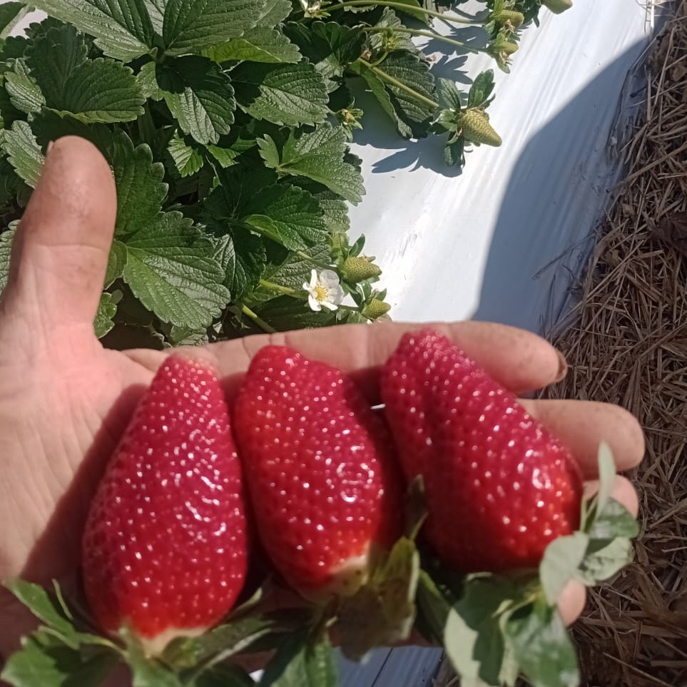 Tendências de Frutas Exóticas: Pitaia e Mirtilo no Nordeste