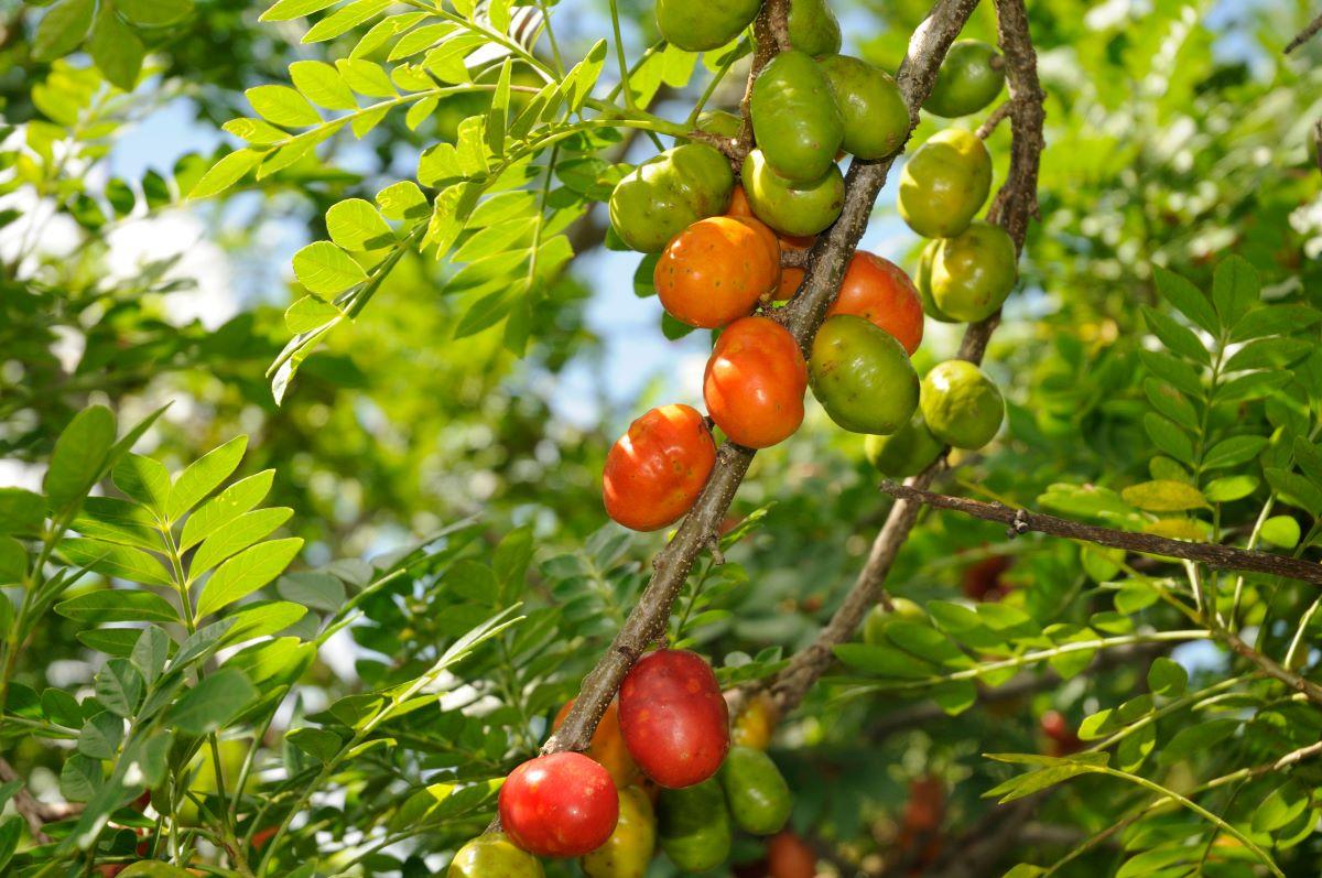 Manejo de Pragas e Doenças em Frutíferas Tropicais no Nordeste