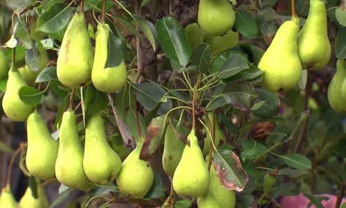 frutas de clima quente para o nordeste