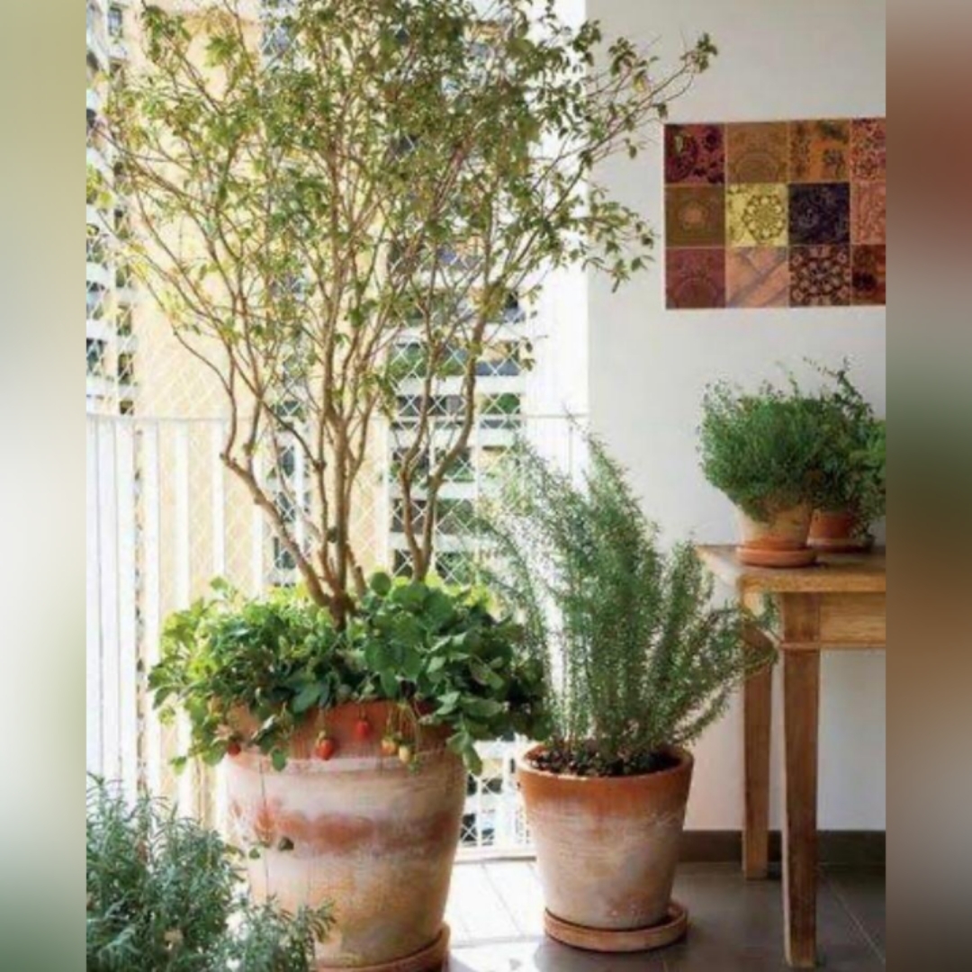 Dicas Essenciais para Frutíferas em Vasos: Sol