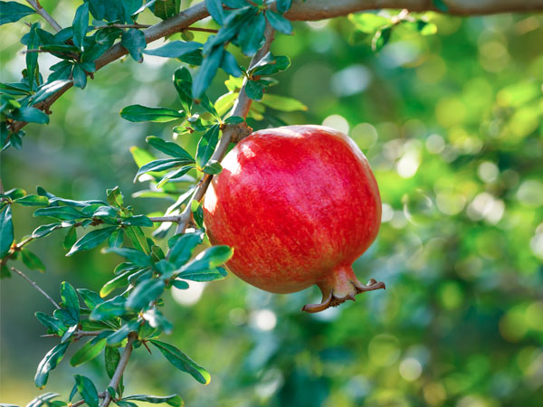 Os Melhores Substratos e Adubos para Frutíferas em Vasos