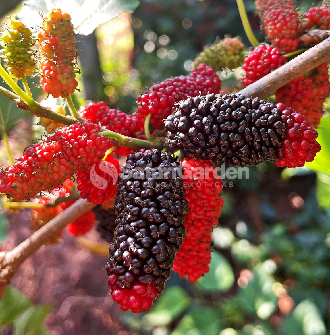 Frutíferas para Apartamento: Escolha a Espécie Certa para Seu Espaço