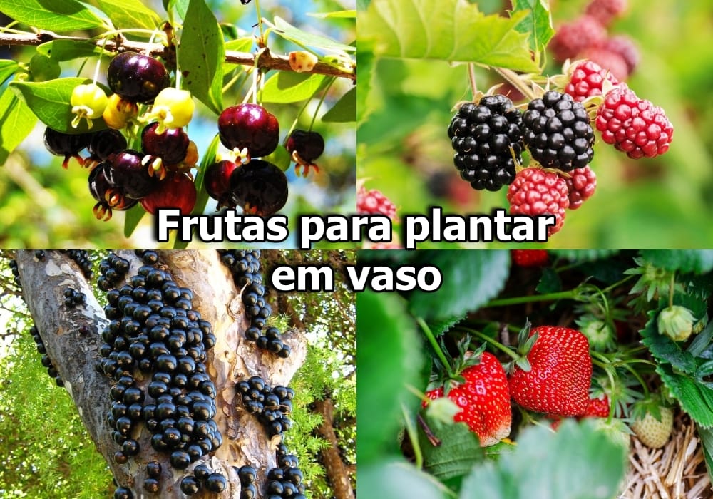 Os Melhores Substratos e Adubos para Frutíferas em Vasos