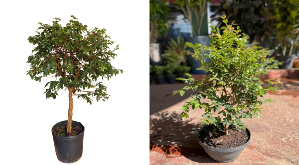 Frutíferas para Apartamento: Escolha a Espécie Certa para Seu Espaço