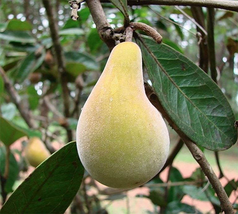 Manejo do Solo para Frutas do Cerrado: Dicas Essenciais para o Sucesso