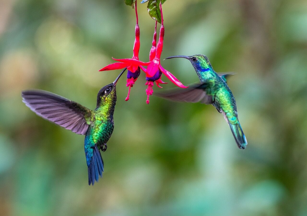 frutas para atrair beija flores