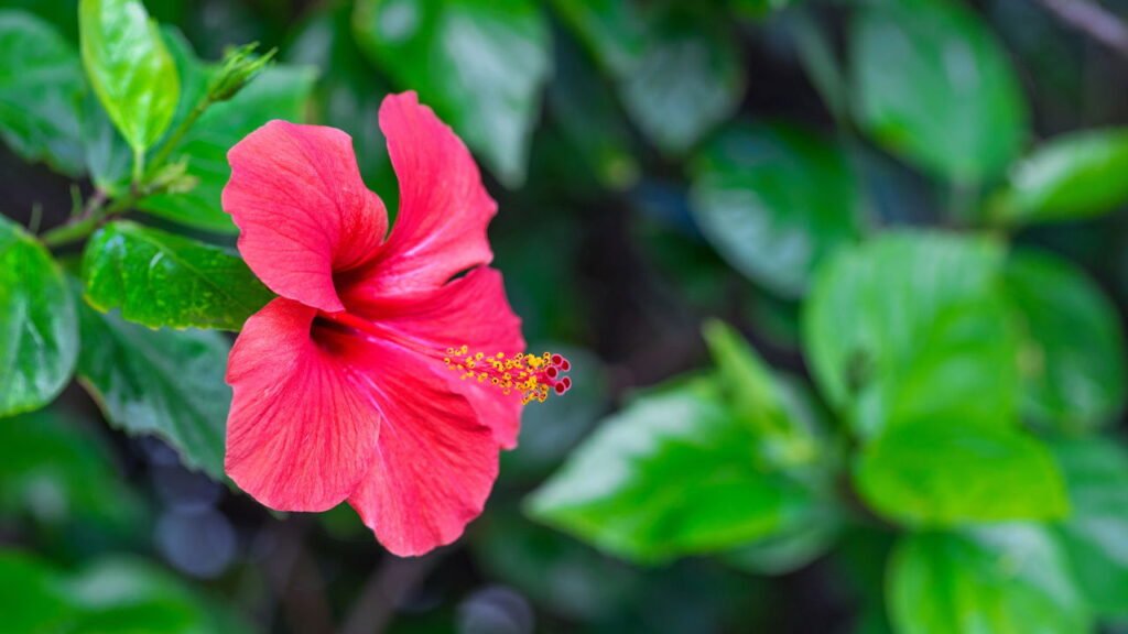 frutas para atrair beija flores