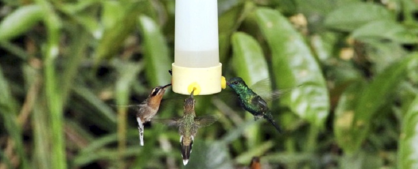 5 ideias de títulos:
1. Guia Completo: Como Atrair Beija-Flores para o Seu Jardim
2. As Melhores Frutas e Flores para Atrair Beija-Flores
3. Bebedouros Caseiros: A Receita Perfeita para Atrair Beija-Flores
4. Cores que Encantam: Escolhendo Plantas para Atrair Beija-Flores
5. Dicas Essenciais para Criar um Santuário de Beija-Flores em Casa