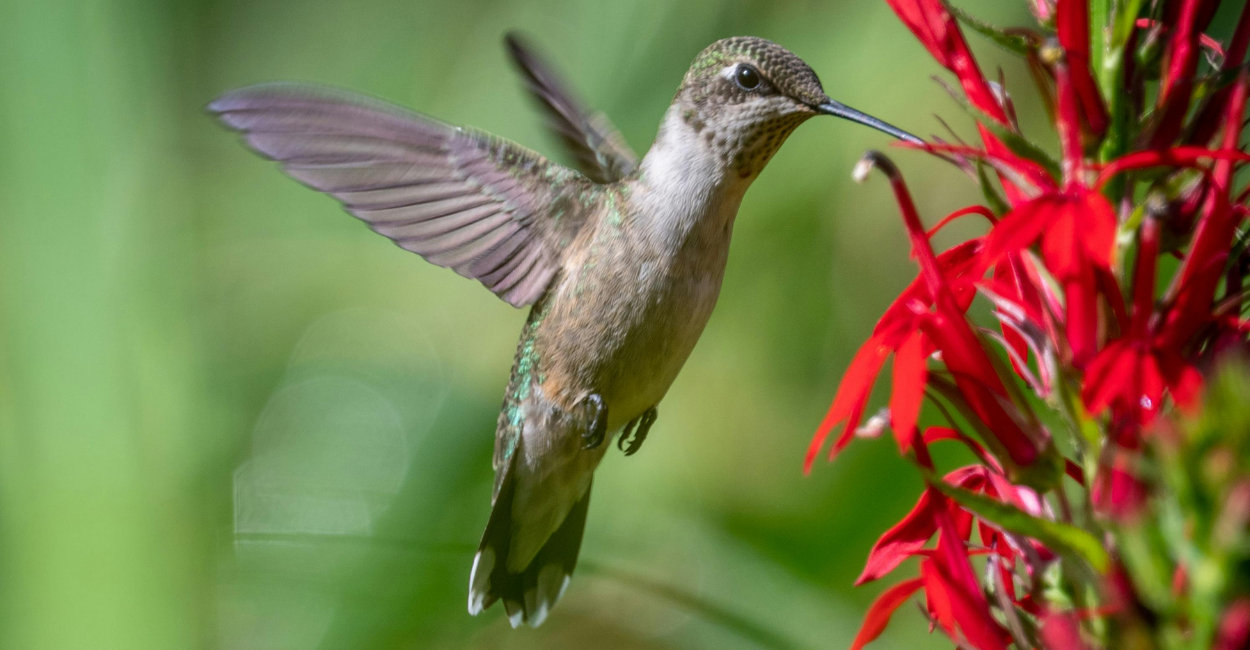 frutas para atrair beija flores