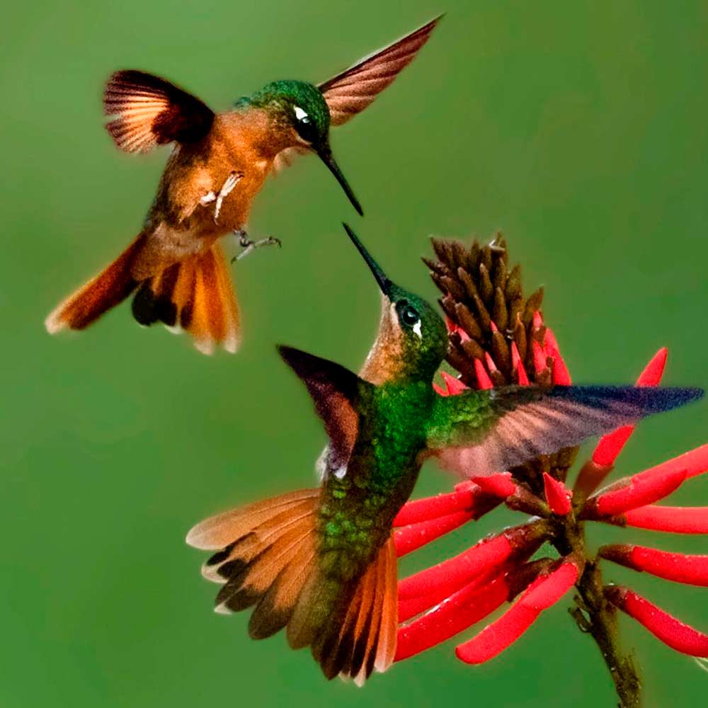 5 ideias de títulos:
1. Guia Completo: Como Atrair Beija-Flores para o Seu Jardim
2. As Melhores Frutas e Flores para Atrair Beija-Flores
3. Bebedouros Caseiros: A Receita Perfeita para Atrair Beija-Flores
4. Cores que Encantam: Escolhendo Plantas para Atrair Beija-Flores
5. Dicas Essenciais para Criar um Santuário de Beija-Flores em Casa