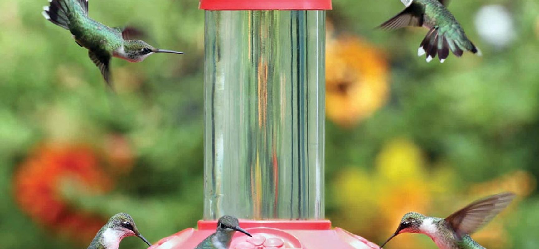 frutas para atrair beija flores