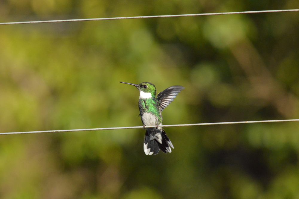 5 ideias de títulos:
1. Guia Completo: Como Atrair Beija-Flores para o Seu Jardim
2. As Melhores Frutas e Flores para Atrair Beija-Flores
3. Bebedouros Caseiros: A Receita Perfeita para Atrair Beija-Flores
4. Cores que Encantam: Escolhendo Plantas para Atrair Beija-Flores
5. Dicas Essenciais para Criar um Santuário de Beija-Flores em Casa