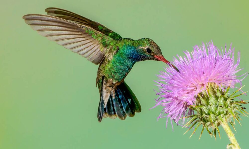 frutas para atrair beija flores
