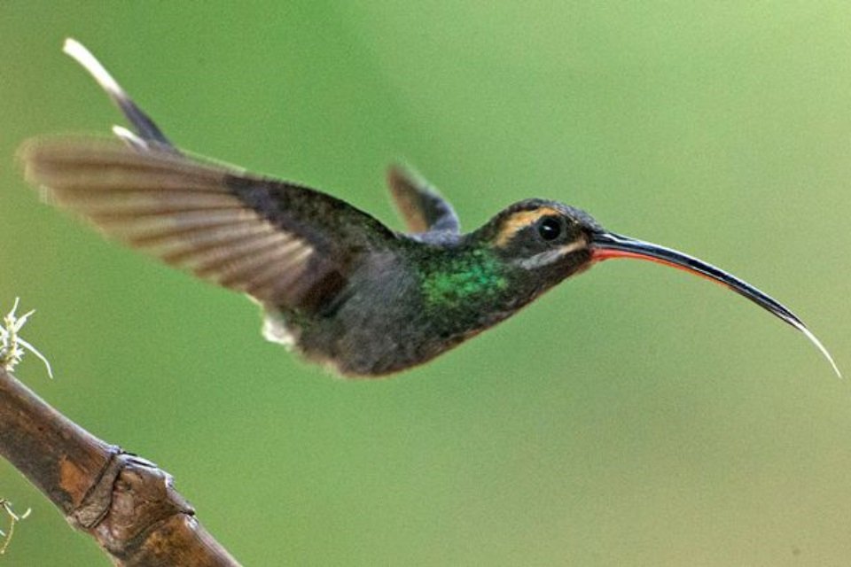 5 ideias de títulos:
1. Guia Completo: Como Atrair Beija-Flores para o Seu Jardim
2. As Melhores Frutas e Flores para Atrair Beija-Flores
3. Bebedouros Caseiros: A Receita Perfeita para Atrair Beija-Flores
4. Cores que Encantam: Escolhendo Plantas para Atrair Beija-Flores
5. Dicas Essenciais para Criar um Santuário de Beija-Flores em Casa