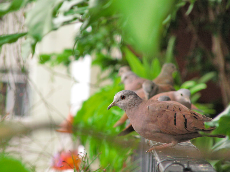frutas para atrair beija flores