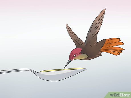 5 ideias de títulos:
1. Guia Completo: Como Atrair Beija-Flores para o Seu Jardim
2. As Melhores Frutas e Flores para Atrair Beija-Flores
3. Bebedouros Caseiros: A Receita Perfeita para Atrair Beija-Flores
4. Cores que Encantam: Escolhendo Plantas para Atrair Beija-Flores
5. Dicas Essenciais para Criar um Santuário de Beija-Flores em Casa