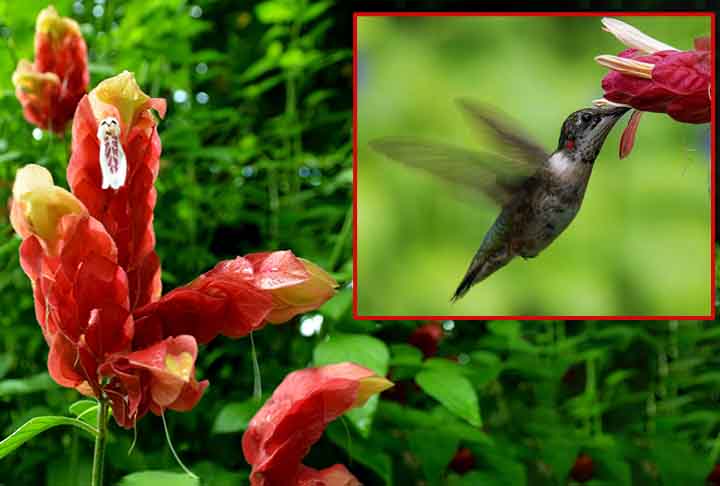 5 ideias de títulos:
1. Guia Completo: Como Atrair Beija-Flores para o Seu Jardim
2. As Melhores Frutas e Flores para Atrair Beija-Flores
3. Bebedouros Caseiros: A Receita Perfeita para Atrair Beija-Flores
4. Cores que Encantam: Escolhendo Plantas para Atrair Beija-Flores
5. Dicas Essenciais para Criar um Santuário de Beija-Flores em Casa