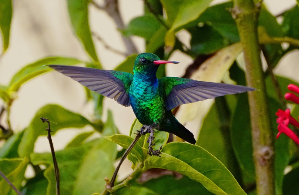 frutas para atrair beija flores