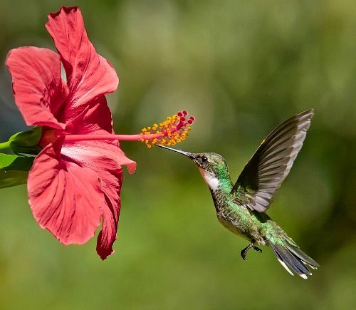 5 ideias de títulos:
1. Guia Completo: Como Atrair Beija-Flores para o Seu Jardim
2. As Melhores Frutas e Flores para Atrair Beija-Flores
3. Bebedouros Caseiros: A Receita Perfeita para Atrair Beija-Flores
4. Cores que Encantam: Escolhendo Plantas para Atrair Beija-Flores
5. Dicas Essenciais para Criar um Santuário de Beija-Flores em Casa