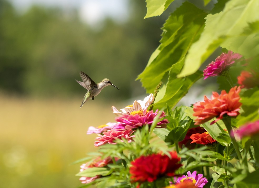 frutas para atrair beija flores