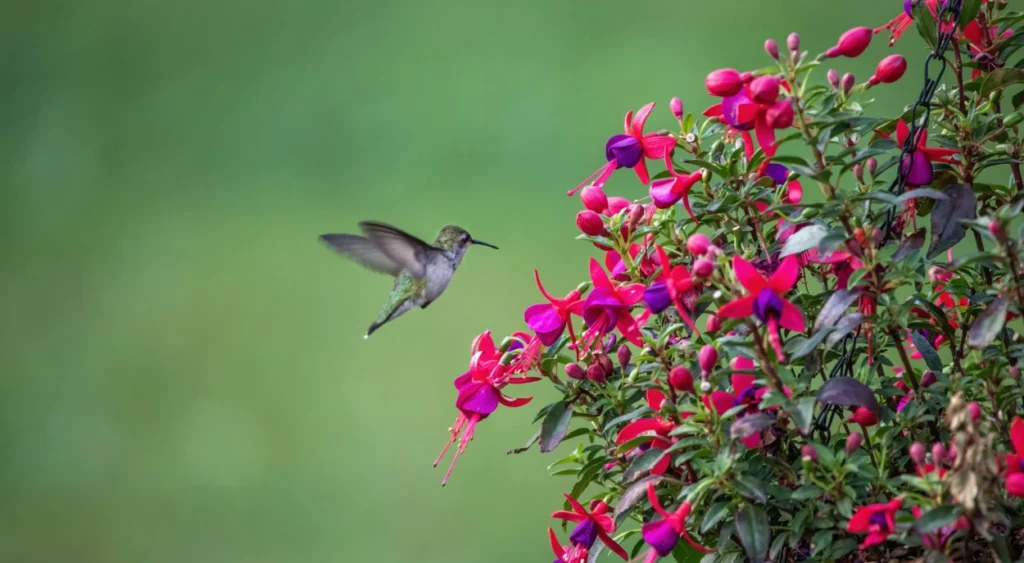 5 ideias de títulos:
1. Guia Completo: Como Atrair Beija-Flores para o Seu Jardim
2. As Melhores Frutas e Flores para Atrair Beija-Flores
3. Bebedouros Caseiros: A Receita Perfeita para Atrair Beija-Flores
4. Cores que Encantam: Escolhendo Plantas para Atrair Beija-Flores
5. Dicas Essenciais para Criar um Santuário de Beija-Flores em Casa