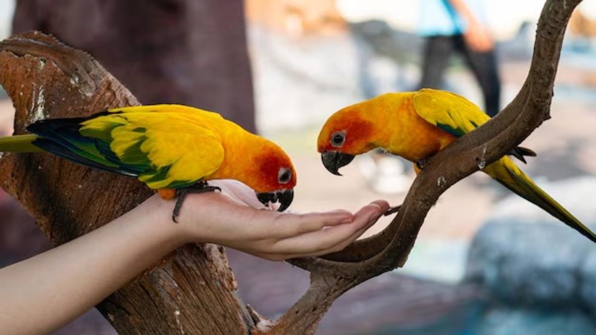 frutas para atrair passarinhos no pomar