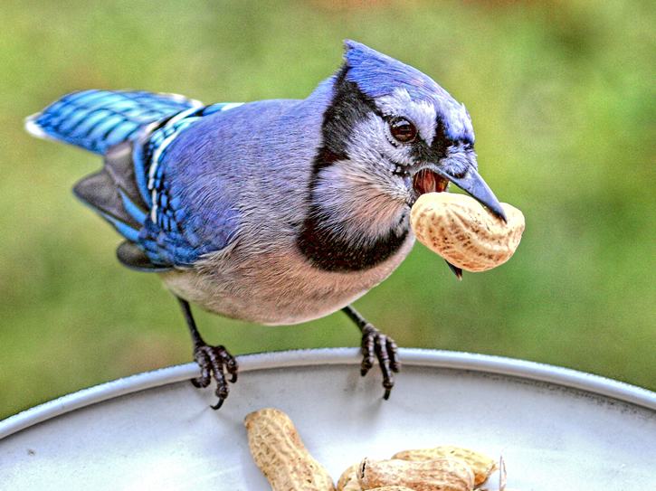 A Importância da Higiene dos Comedouros para a Saúde das Aves