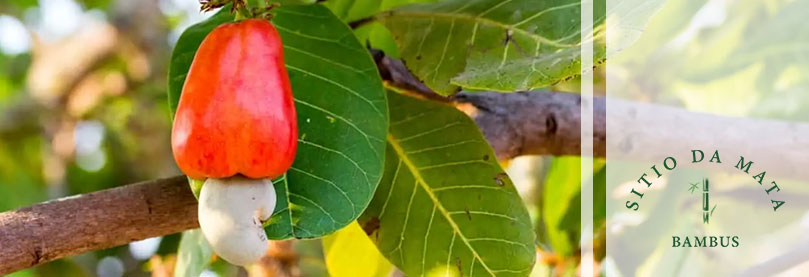 frutas para atrair passarinhos no pomar