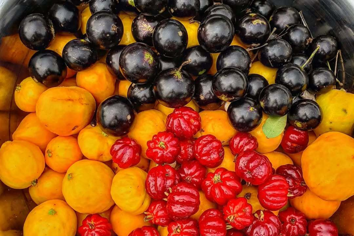 5 Erros Comuns ao Alimentar Pássaros Silvestres