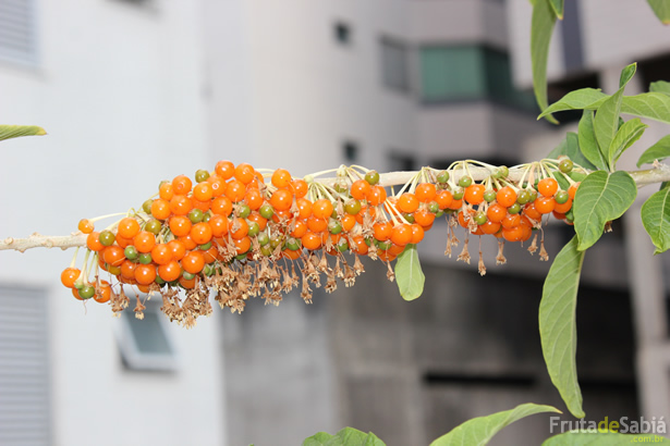 frutas para atrair passarinhos no pomar
