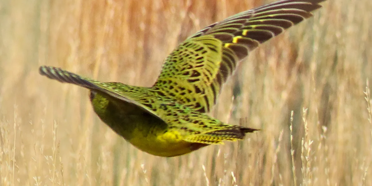 10 Frutas Nativas para Atrair Pássaros Exóticos no Brasil
