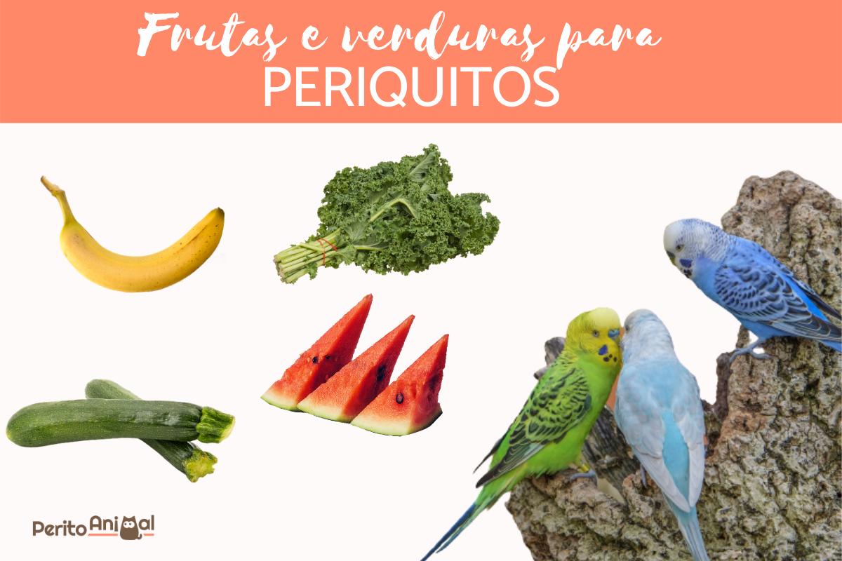 Guia Completo de Comedouros para Aves: Tipos e Materiais