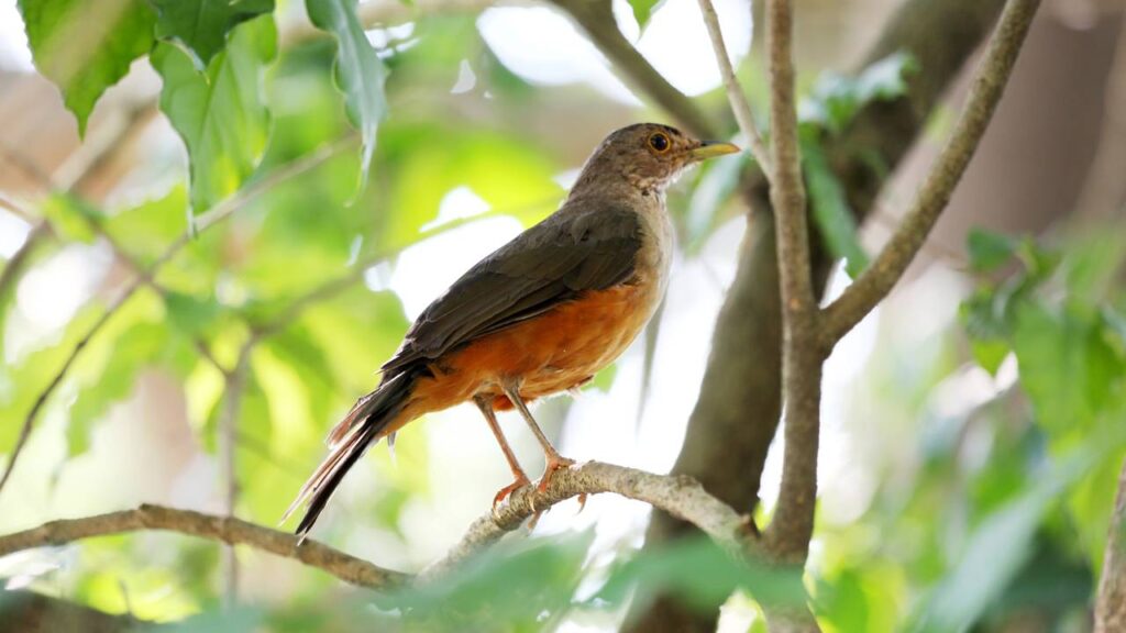 Como Criar um Bebedouro Seguro para Pássaros em Casa