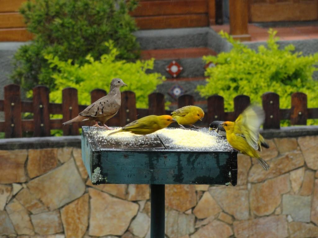 5 Erros Comuns ao Alimentar Pássaros Silvestres
