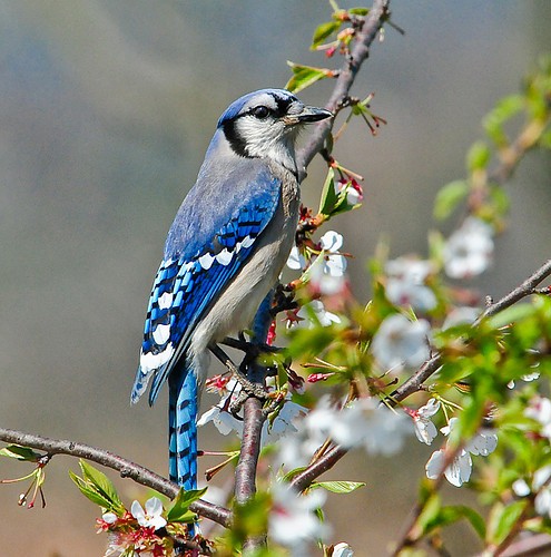 frutas para atrair passarinhos no pomar