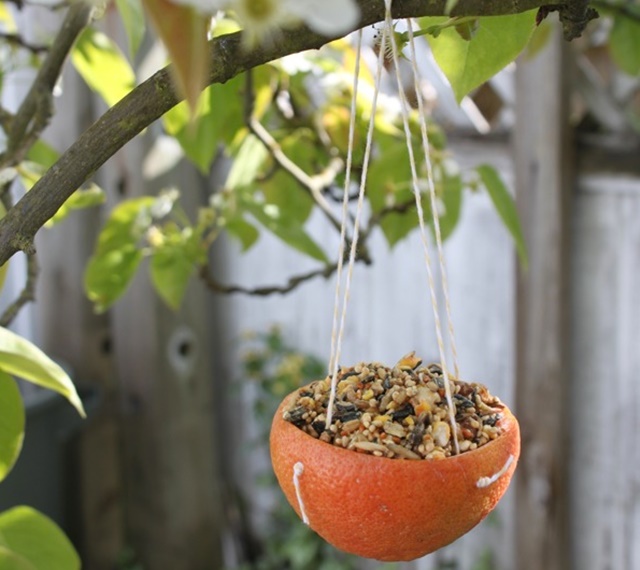 10 Frutas Nativas para Atrair Pássaros Exóticos no Brasil