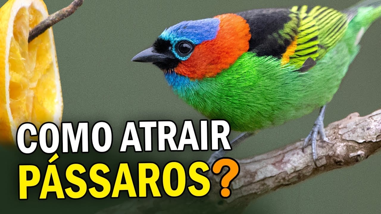 Como Criar um Bebedouro Seguro para Pássaros em Casa