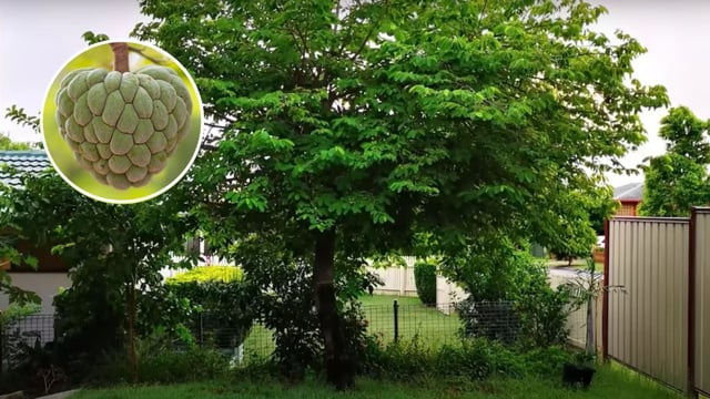 Como Escolher o Vaso Ideal para sua Árvore Frutífera