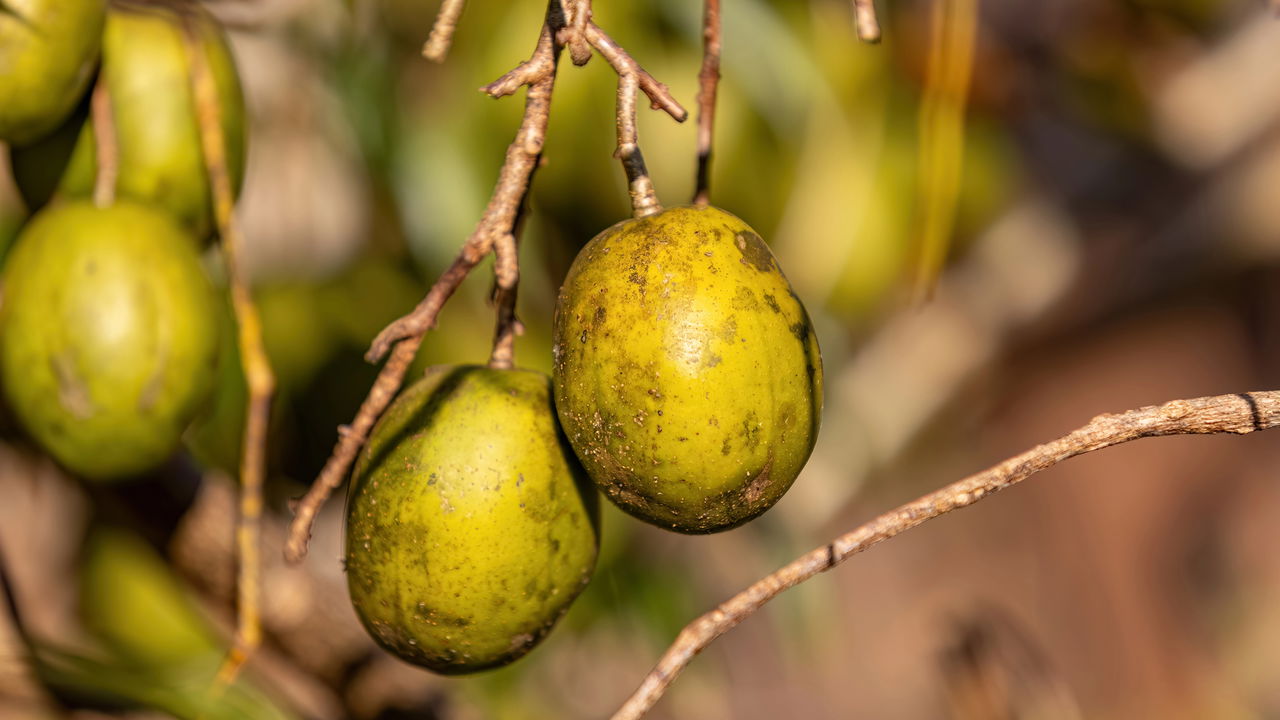 Frutíferas que Produzem o Ano Todo em Casa