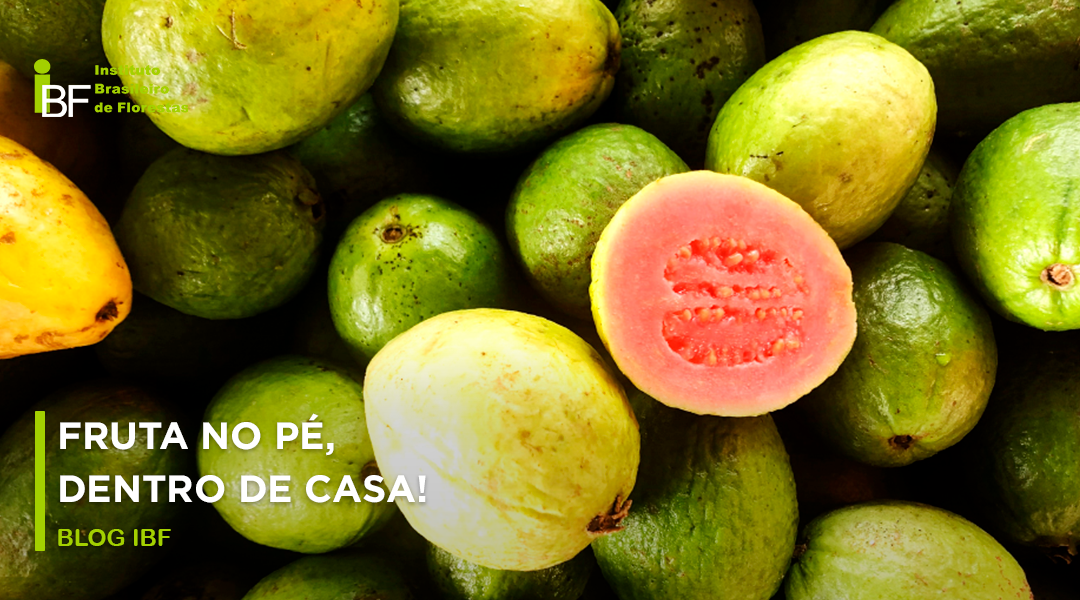 frutas para jardins de inverno