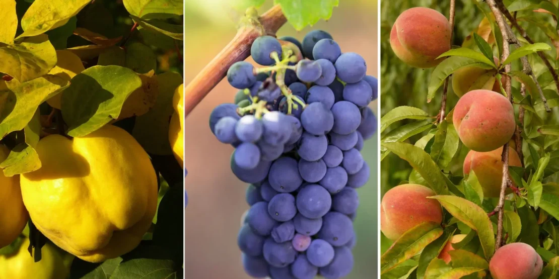 Guia Completo de Adubação para Frutíferas de Interior