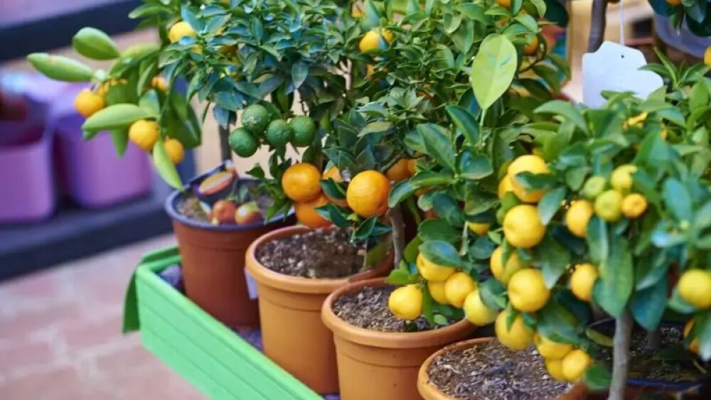 frutas para jardins de inverno