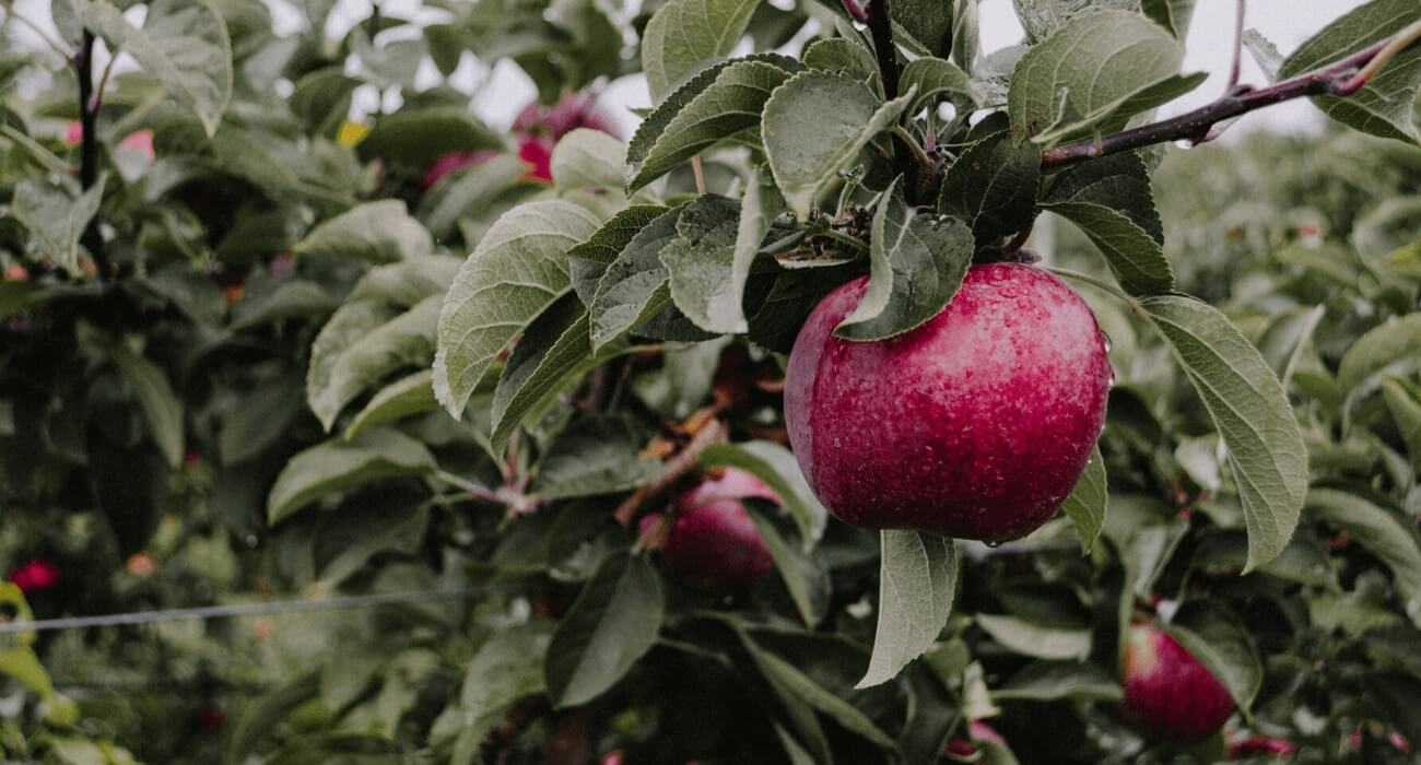 As Melhores Frutas para Cultivar em Apartamentos Pequenos
