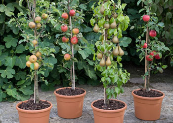Guia Completo de Adubação para Frutíferas de Interior