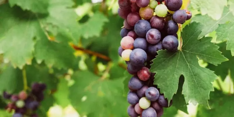 Frutíferas que Produzem o Ano Todo em Casa