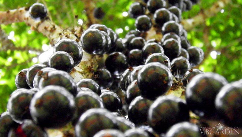 10 Dicas para Cuidar de Frutíferas em Vasos