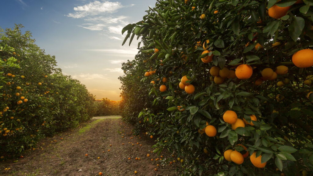 frutas para plantar em solo argiloso