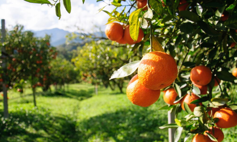 Guia Completo para o Cultivo de Cítricos em Solos Pesados