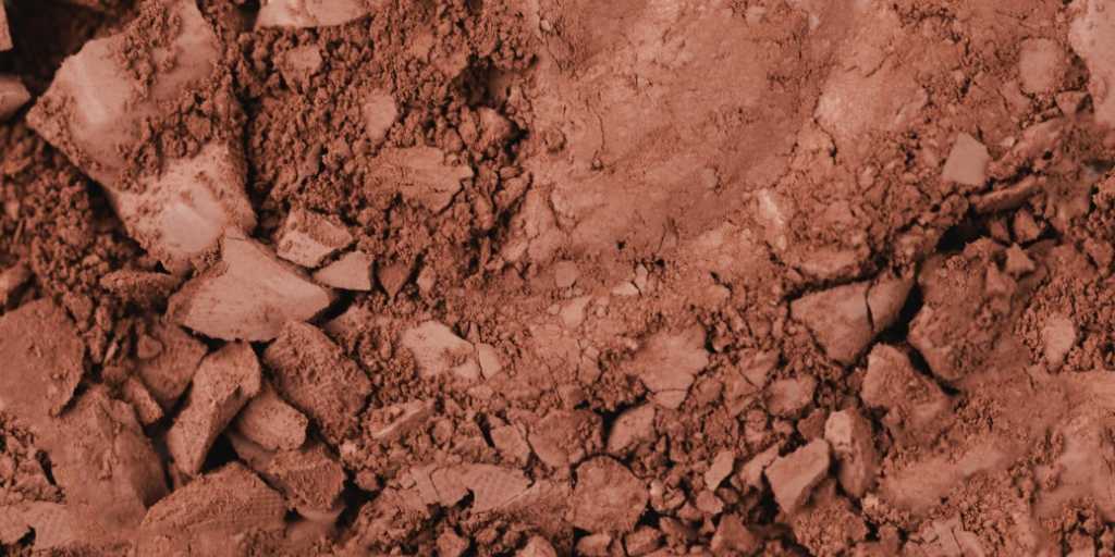 As 5 Frutas Mais Resistentes à Umidade para seu Jardim